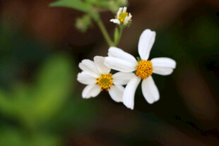 野菊花