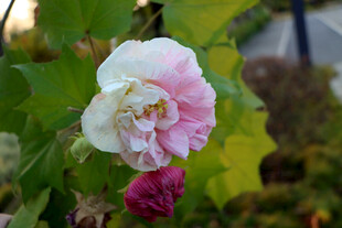 木芙蓉