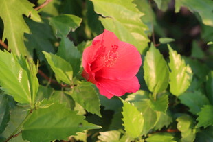 扶桑花