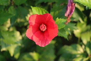 扶桑花