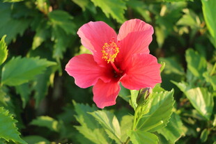 扶桑花