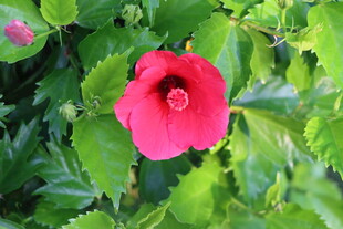 扶桑花