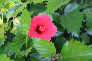 扶桑花
