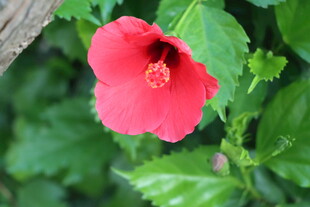 扶桑花