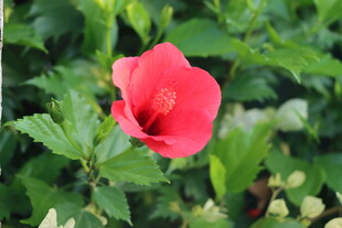 扶桑花
