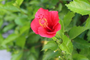 扶桑花