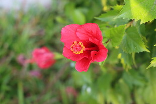 扶桑花