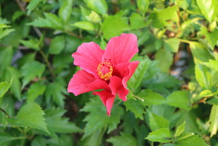 扶桑花