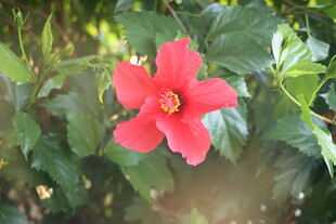扶桑花