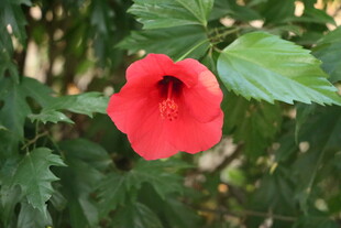 扶桑花