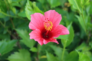 扶桑花