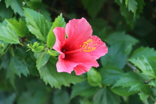 扶桑花