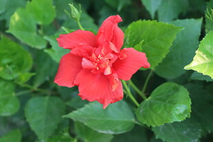 扶桑花