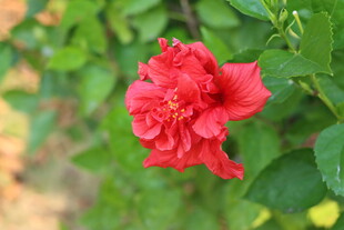 扶桑花