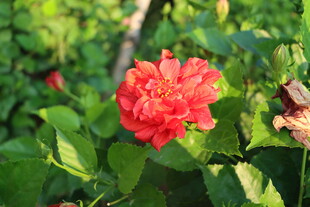 扶桑花