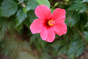 扶桑花
