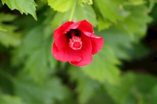 扶桑花