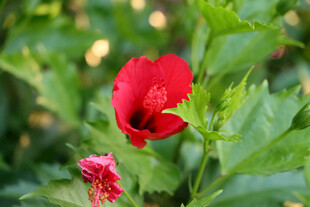 扶桑花