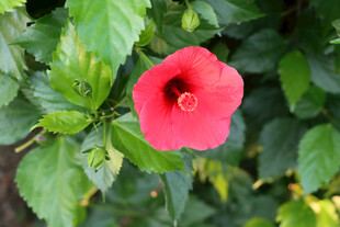 扶桑花