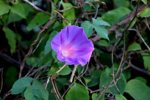 牵牛花