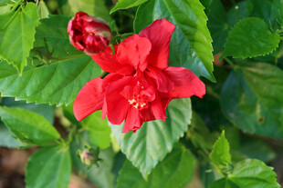 扶桑花