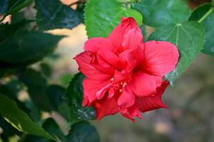 扶桑花