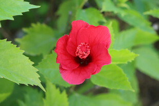 扶桑花