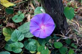 牵牛花
