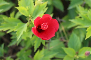 扶桑花