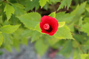 扶桑花