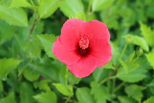 扶桑花