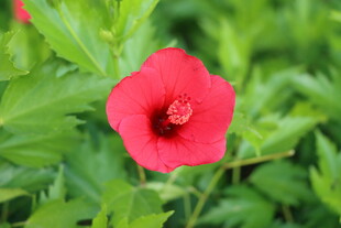 扶桑花