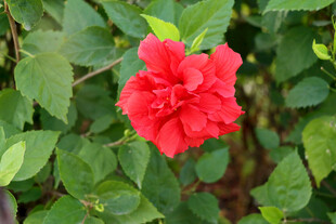 扶桑花