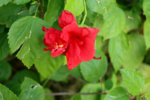 扶桑花