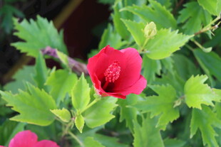 扶桑花
