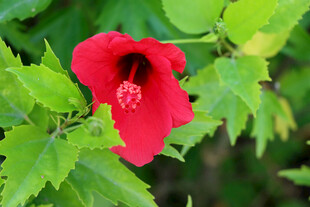 扶桑花