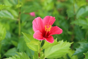 扶桑花