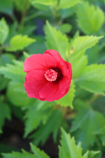 扶桑花