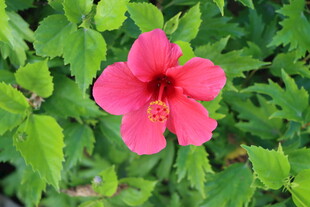 扶桑花