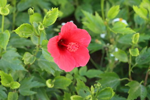 扶桑花