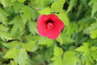 扶桑花