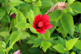 扶桑花
