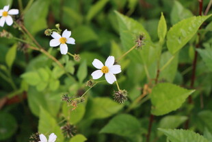 野菊花