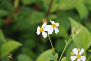野菊花