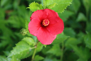 扶桑花