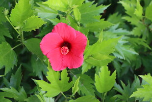 扶桑花