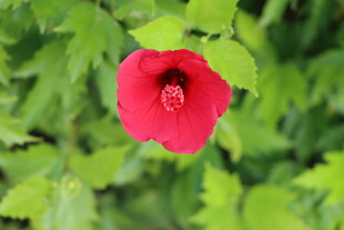 扶桑花