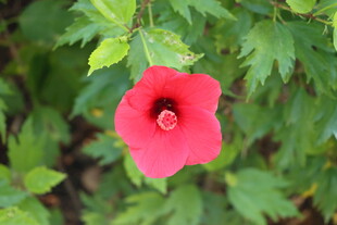 扶桑花