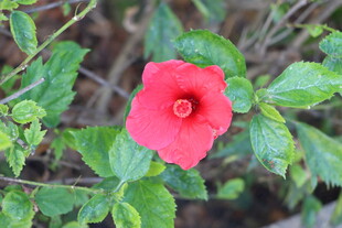扶桑花