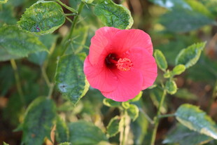 扶桑花